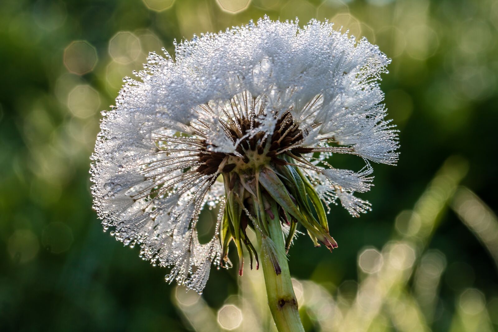 Canon EOS 750D (EOS Rebel T6i / EOS Kiss X8i) sample photo. Raindrop, dewdrop, dandelion photography