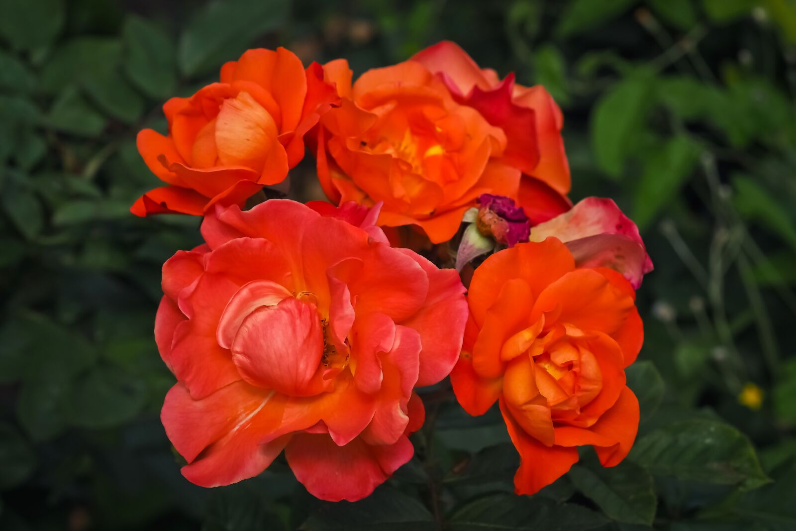 Olympus OM-D E-M10 sample photo. Roses, flower, blossom photography