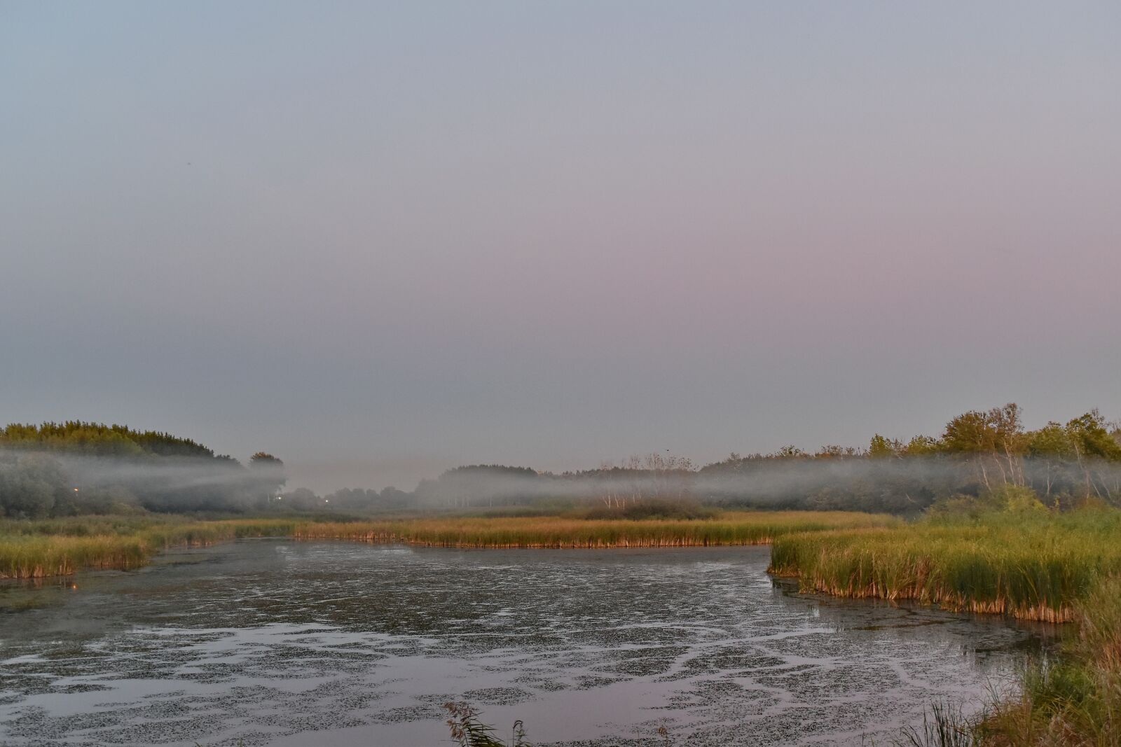 Nikon D5500 sample photo. Aquatic plant, evening, fog photography