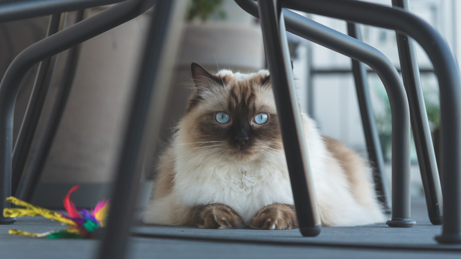 Nikon D750 sample photo. Cat, ragdoll cat, animal photography
