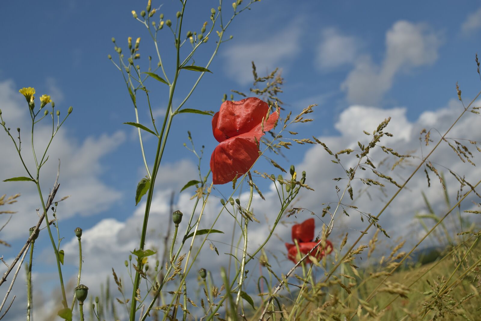 Nikon D5300 sample photo. Close up, klatschmohn, cereals photography