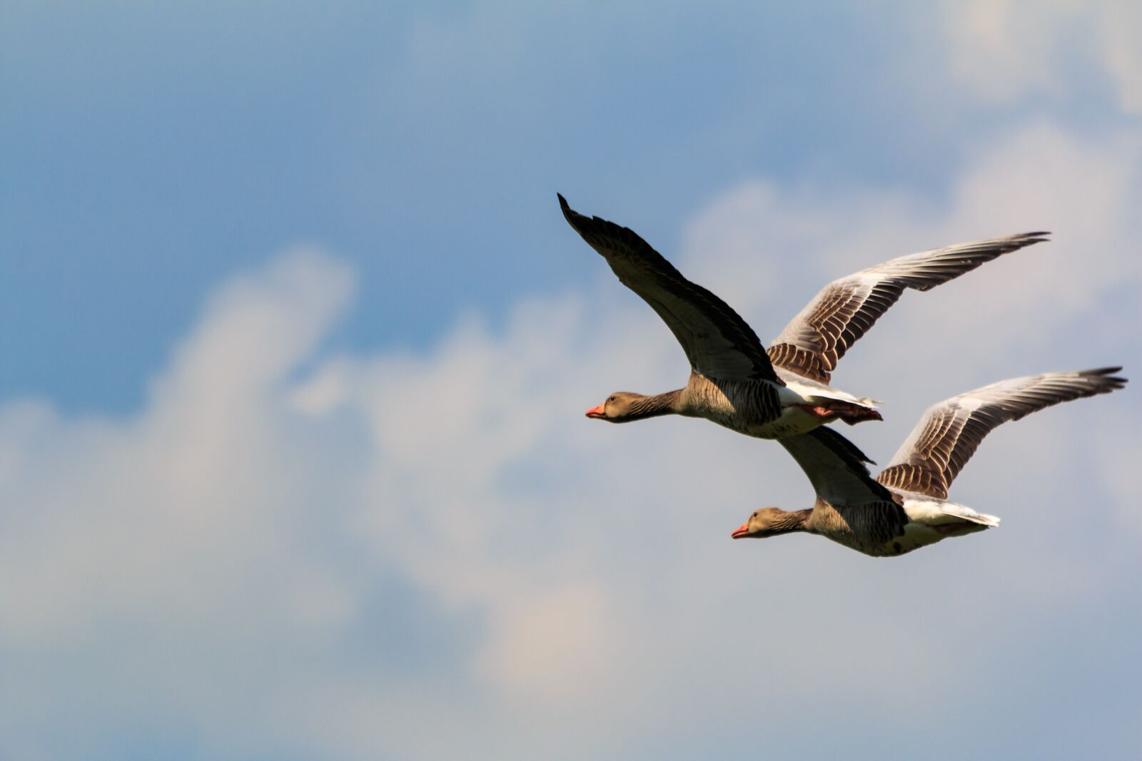 Canon EOS 70D sample photo. Bird, animal world, flight photography