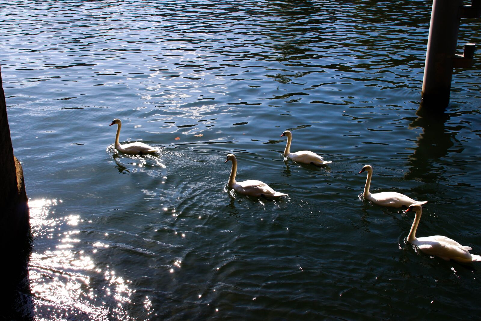 Canon EOS 700D (EOS Rebel T5i / EOS Kiss X7i) sample photo. Swan, swans, water photography