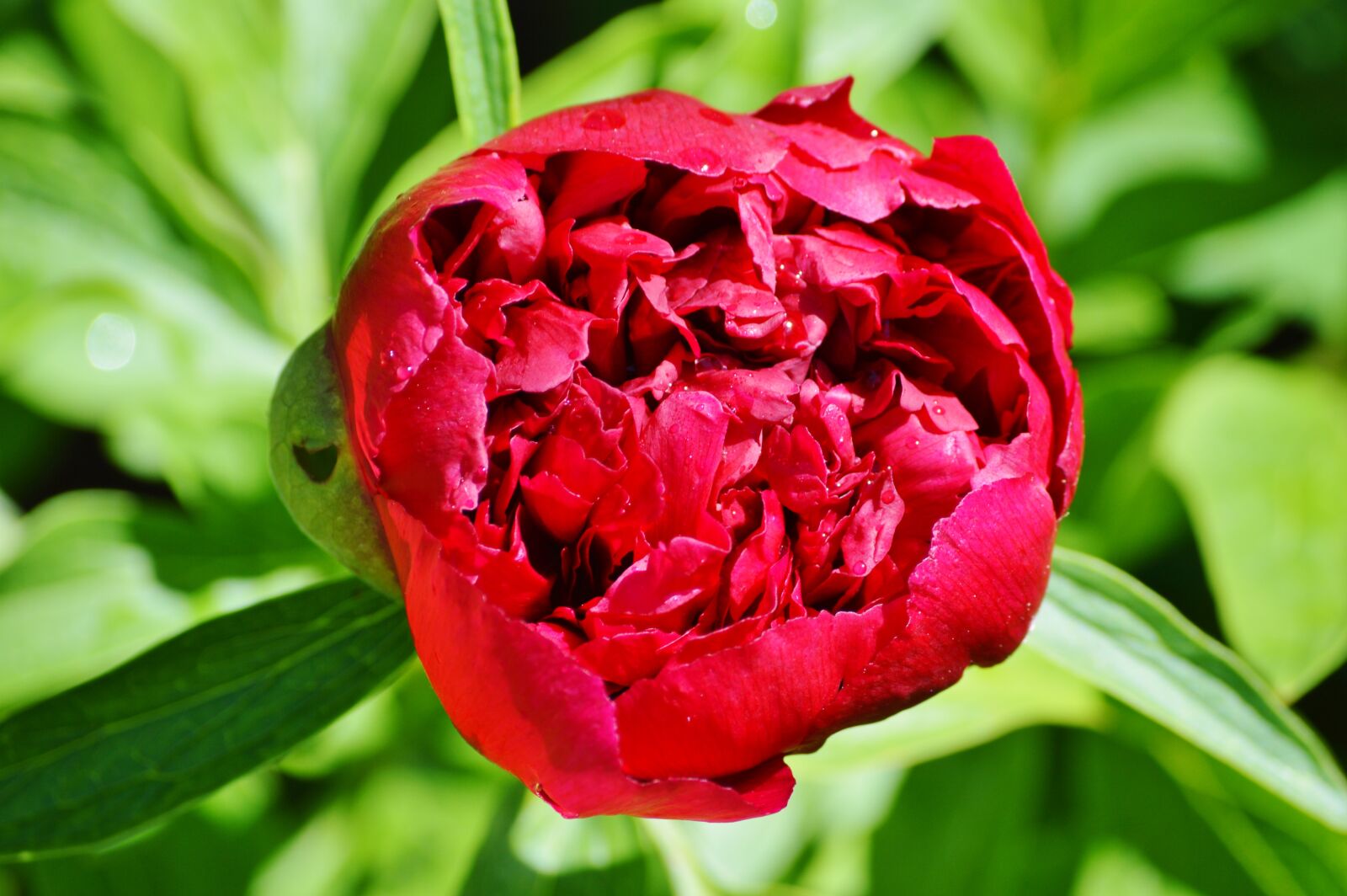 Nikon D3200 sample photo. Peony, flower, flower garden photography