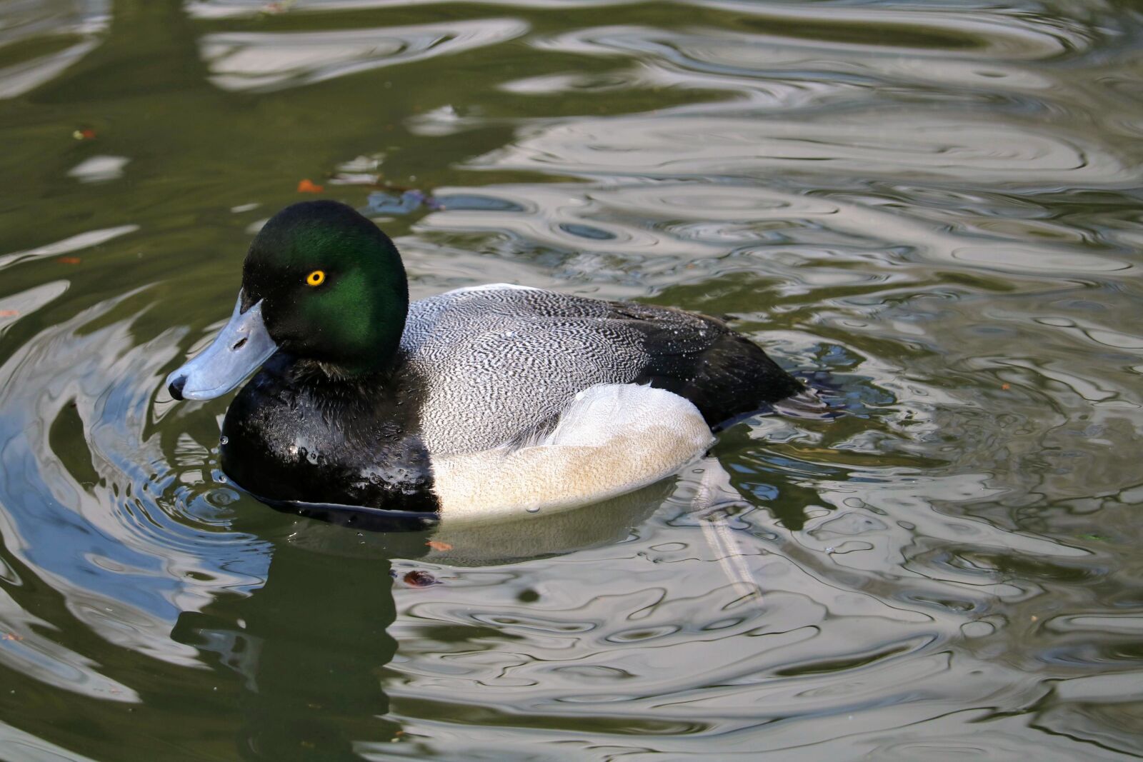 Canon EOS 750D (EOS Rebel T6i / EOS Kiss X8i) sample photo. Puddle, duck, bird photography