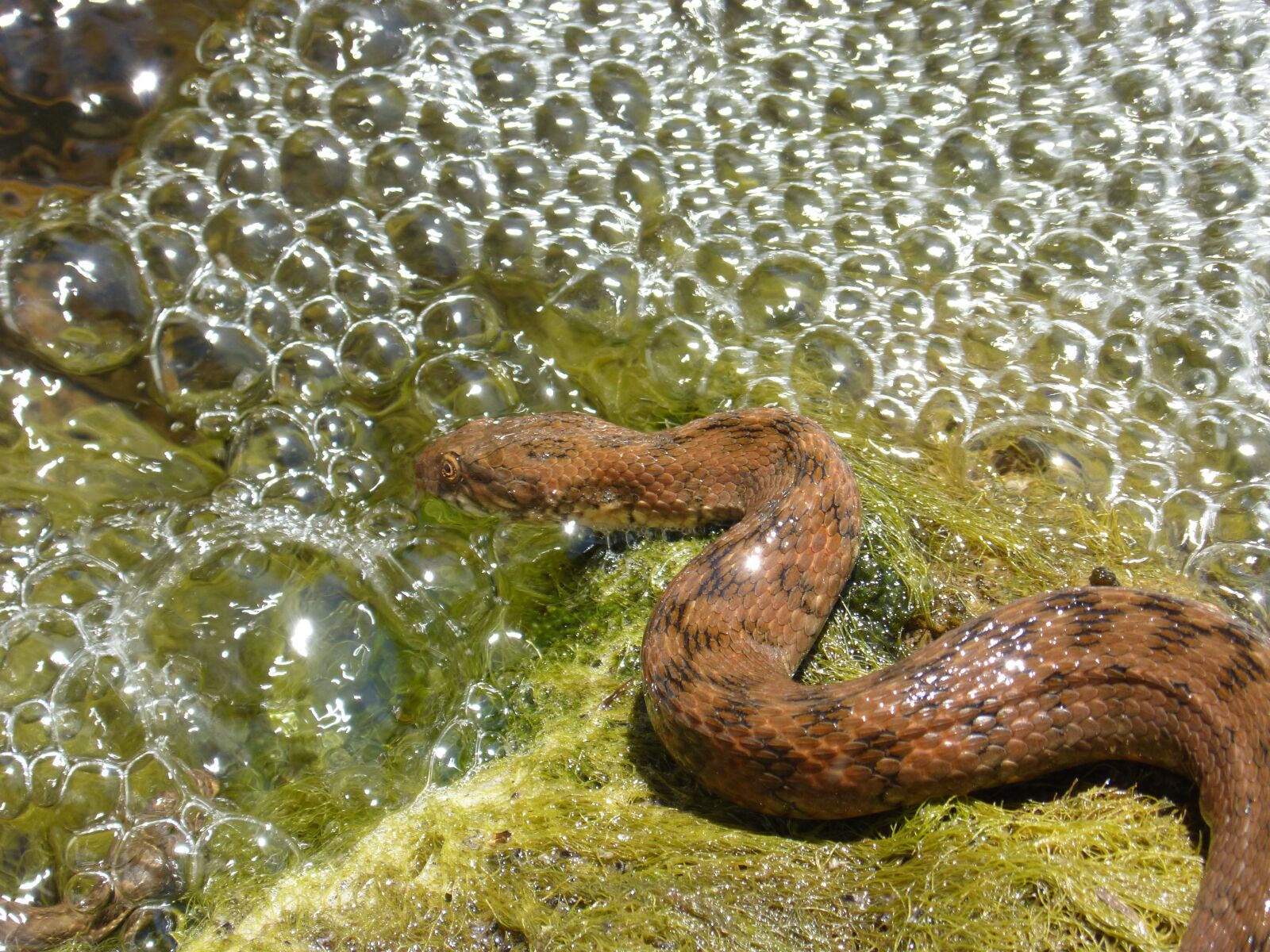 Panasonic DMC-FZ62 sample photo. Water snake, snake, stalking photography