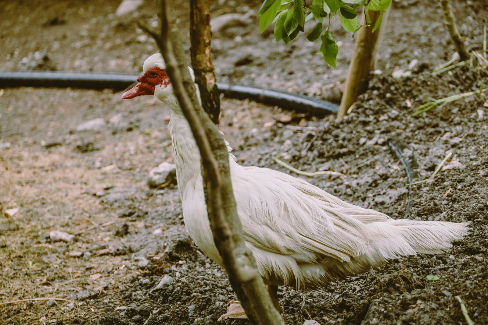 Canon EOS R sample photo. Bird, animal, nature photography