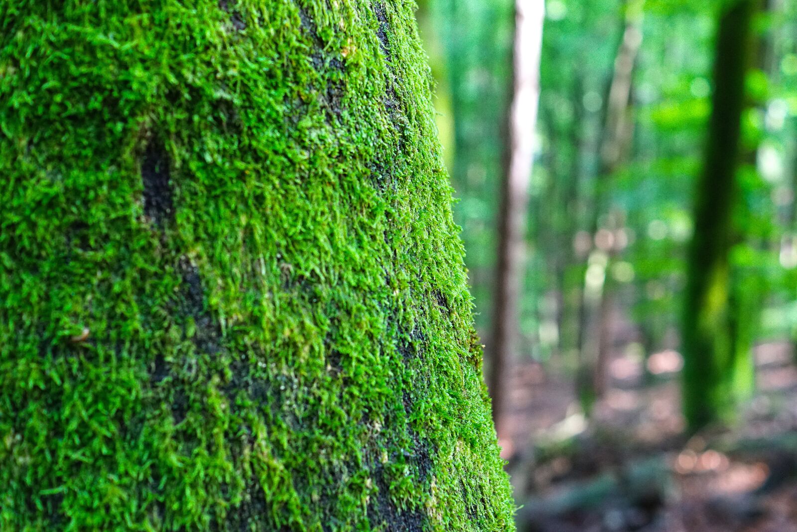 Sony SLT-A68 + Sony DT 35mm F1.8 SAM sample photo. Tree, foam, trunk photography