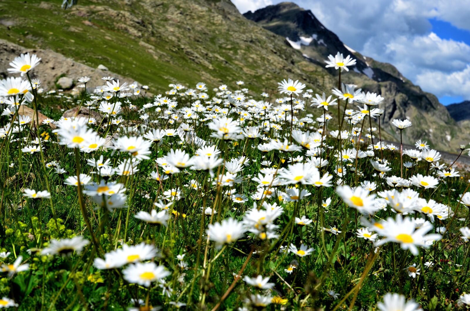 Nikon D5100 sample photo. Nature, spring, flowers photography
