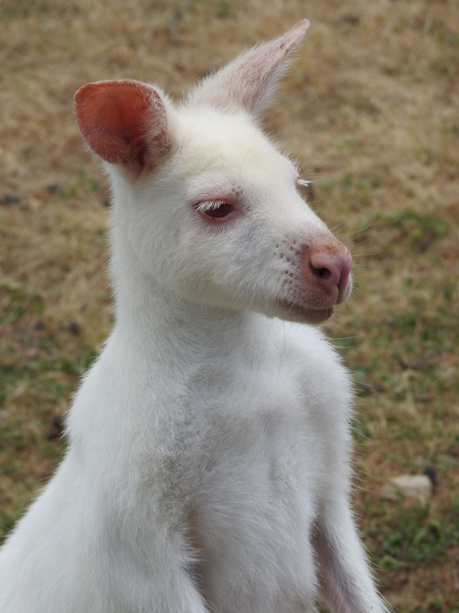 Nikon Coolpix P900 sample photo. Kangaroo, albino, white photography