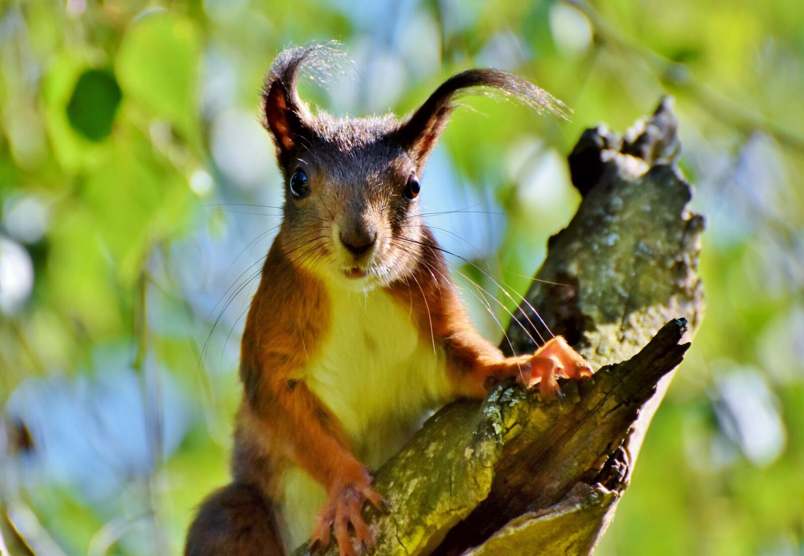 Nikon D7200 sample photo. Squirrel, verifiable kitten, rodent photography