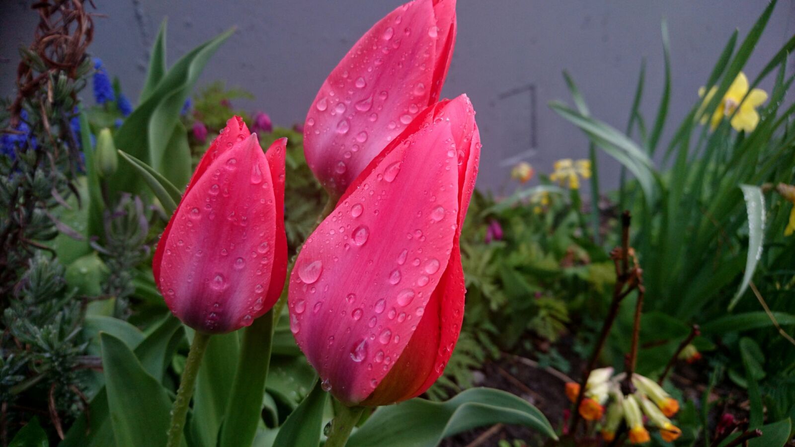 Sony Xperia Z5 Compact sample photo. Tulips, spring flowers, flowers photography