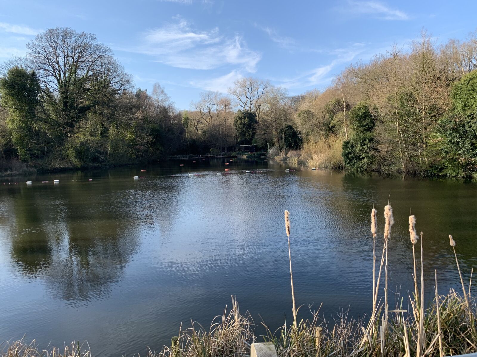 iPhone XS back dual camera 4.25mm f/1.8 sample photo. Park, nature, london photography