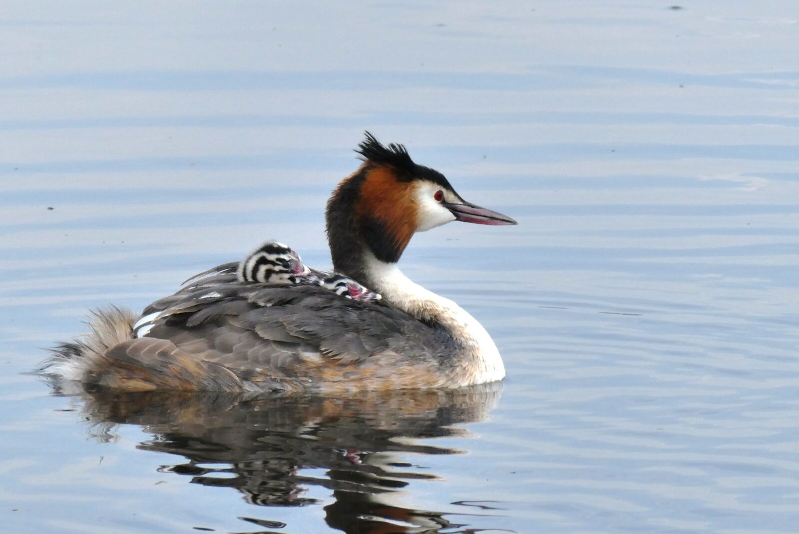 Panasonic Lumix DC-ZS70 (Lumix DC-TZ90) sample photo. Great crested grebe with photography