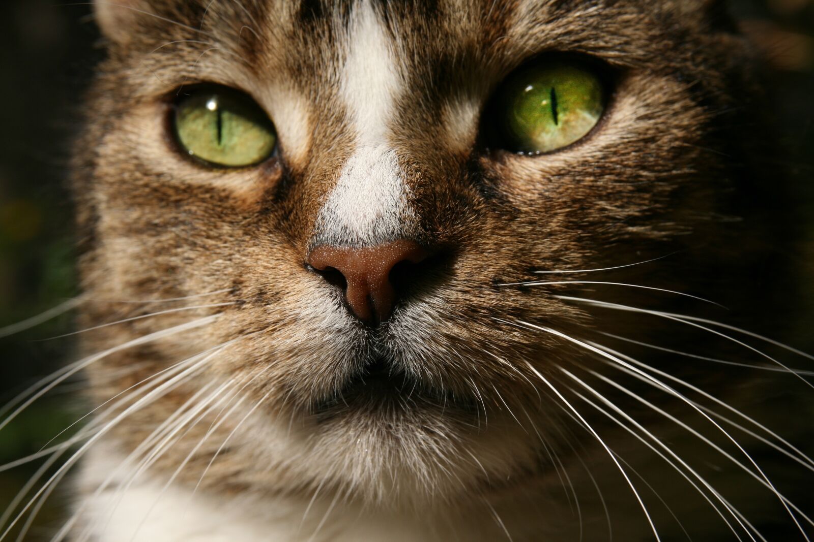 Canon EOS 400D (EOS Digital Rebel XTi / EOS Kiss Digital X) sample photo. Cat, domestic cat, mackerel photography