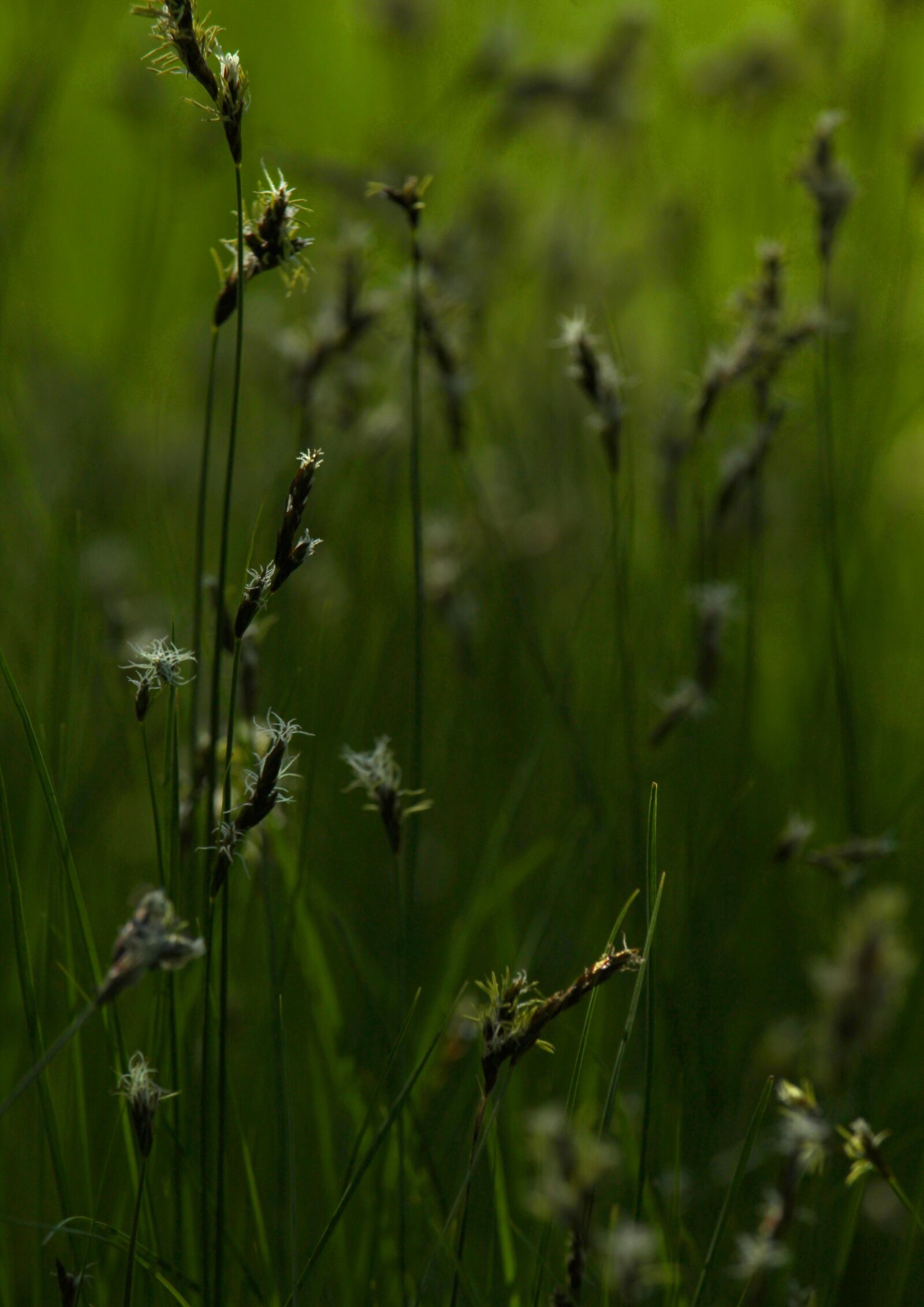 Canon EOS 1200D (EOS Rebel T5 / EOS Kiss X70 / EOS Hi) + Canon EF-S 55-250mm F4-5.6 IS STM sample photo. Grass, herbs, background photography
