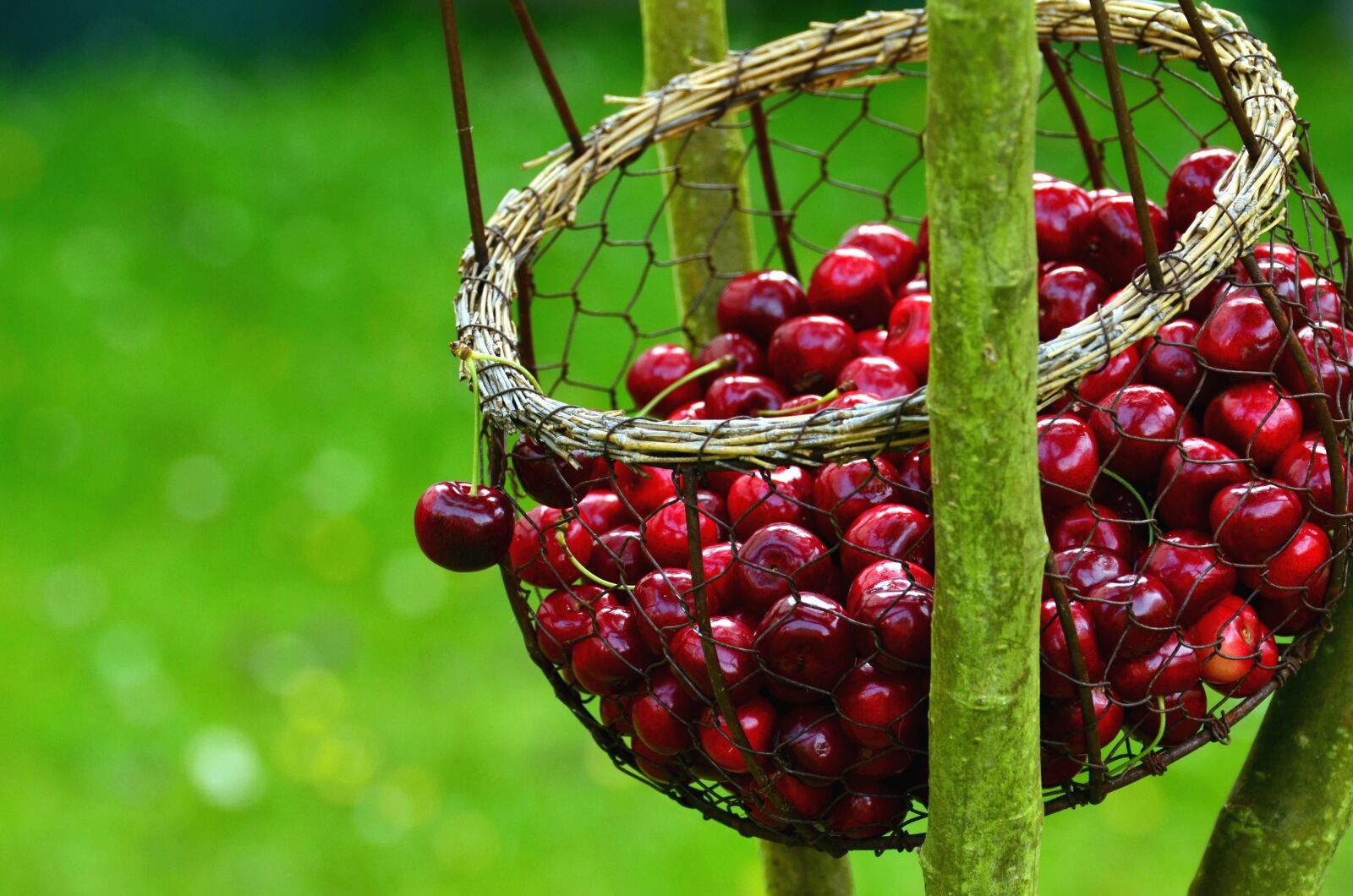 Nikon D5100 sample photo. Basket, cherry, fruit, food photography