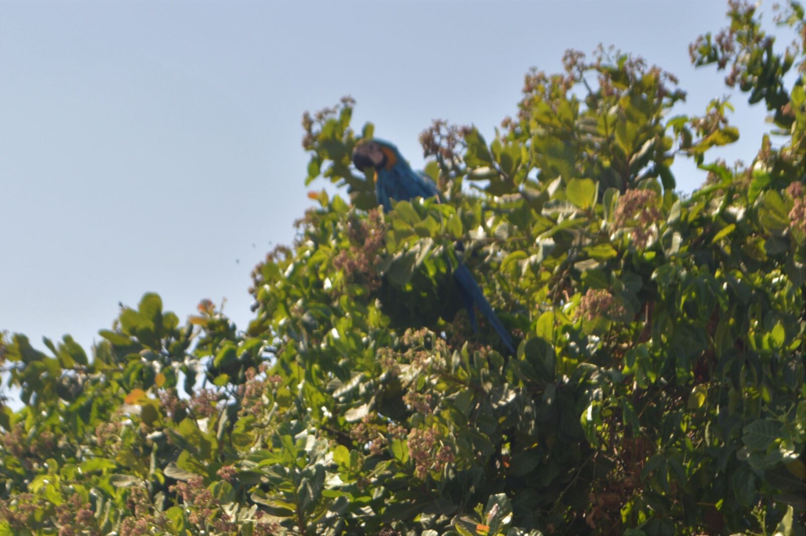 Nikon D3200 sample photo. Arara, natureza, pássaros photography