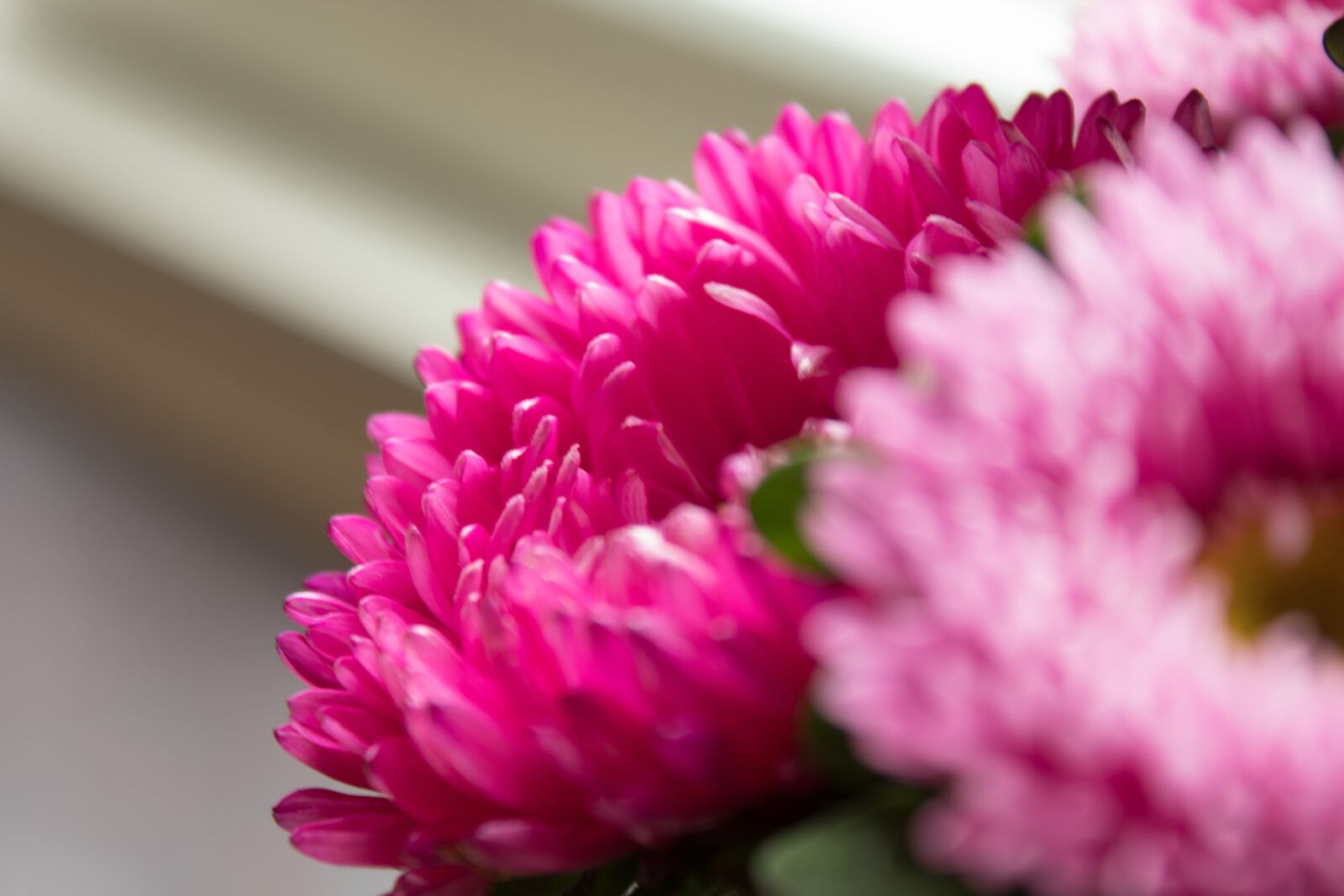 Canon EOS 1300D (EOS Rebel T6 / EOS Kiss X80) sample photo. Pink flowers, pink petals photography