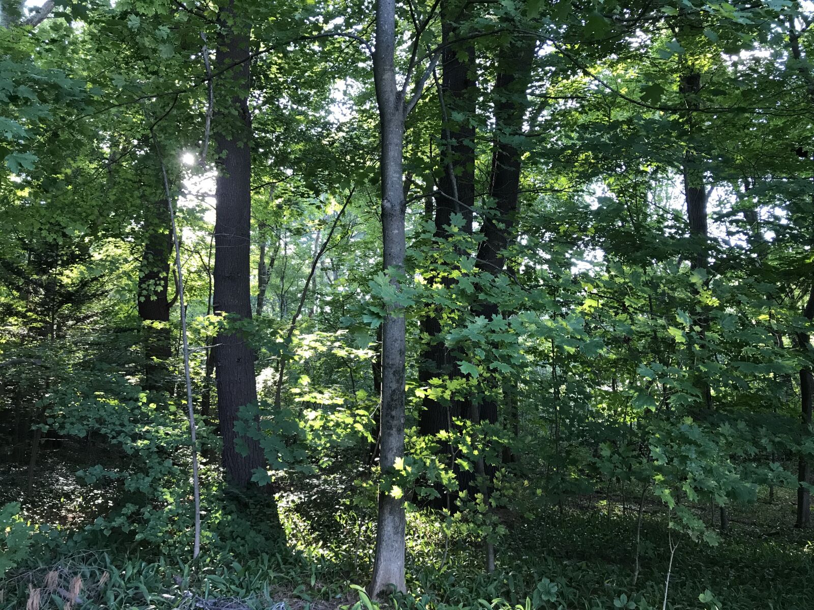 Apple iPhone 7 Plus sample photo. Forest, new england, woods photography