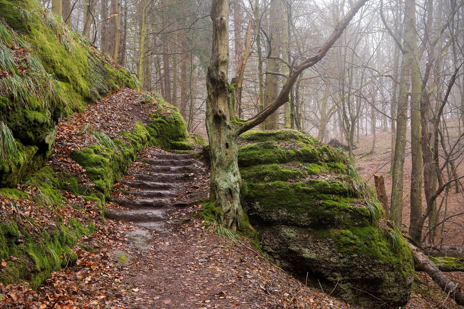 Canon EOS 6D sample photo. Wood, nature, landscape photography