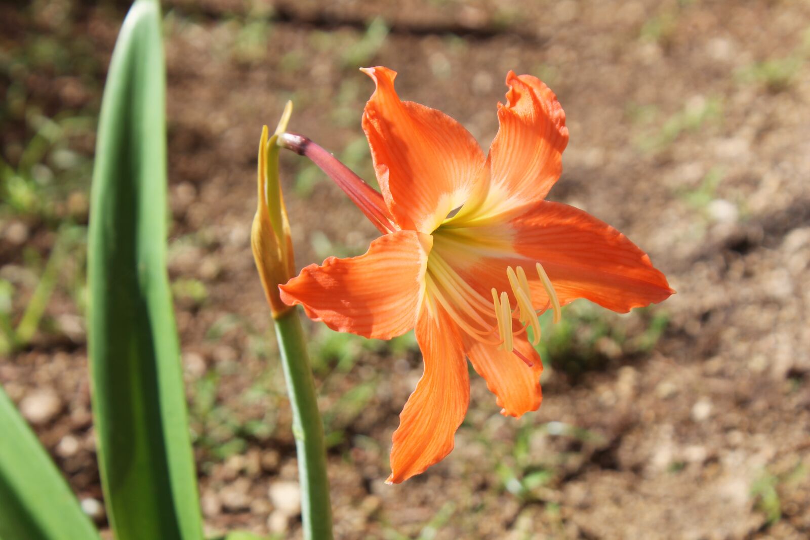 Canon EOS 1100D (EOS Rebel T3 / EOS Kiss X50) sample photo. Flower, orange, nature photography