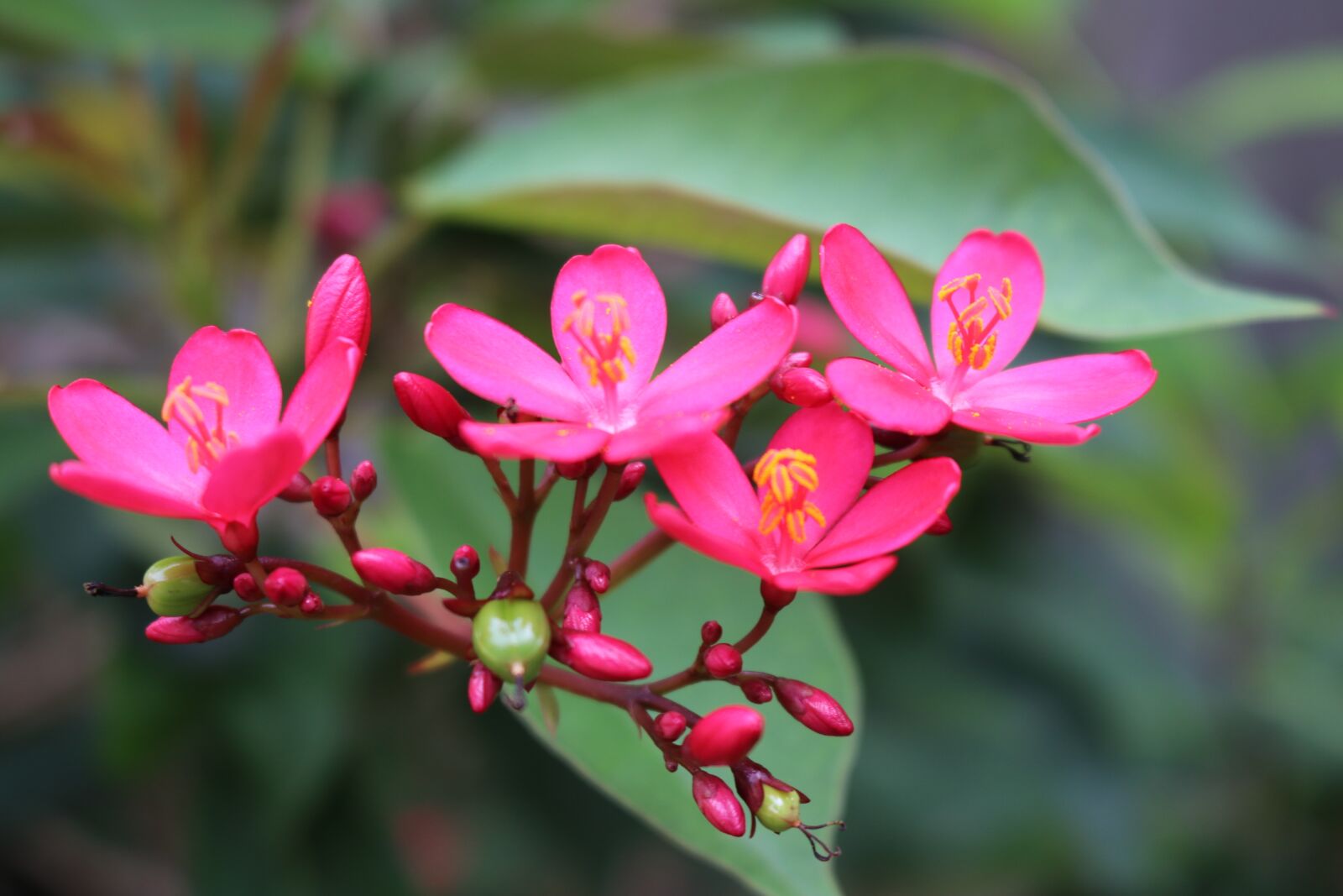 Canon EOS 80D sample photo. Flower, nature, flora photography