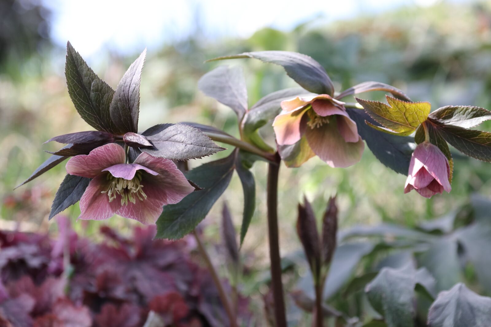 Canon EOS 77D (EOS 9000D / EOS 770D) sample photo. Hellebore, flower, spring photography