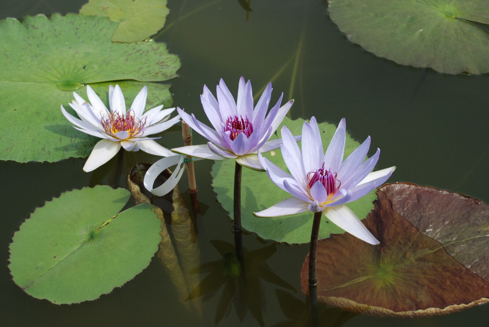 Nikon D80 sample photo. Water lily, aquatic plant photography