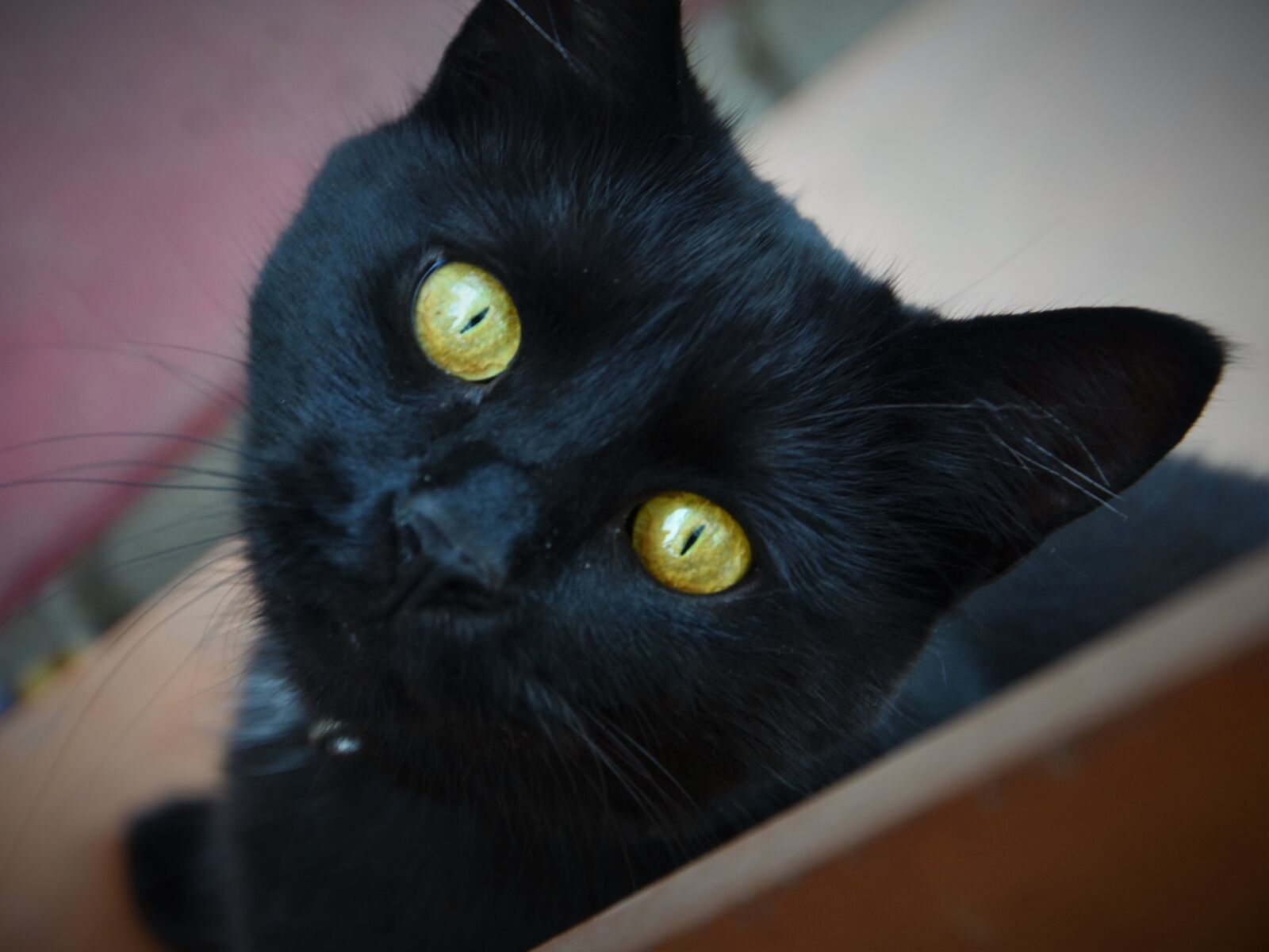 Nikon D5100 sample photo. Cat, eyes, black photography