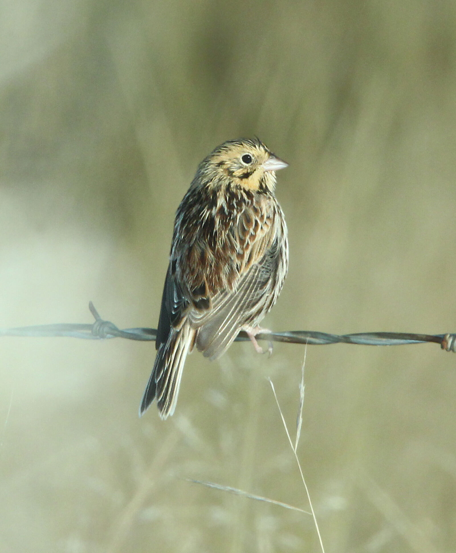 Canon EF 300mm F4L IS USM sample photo