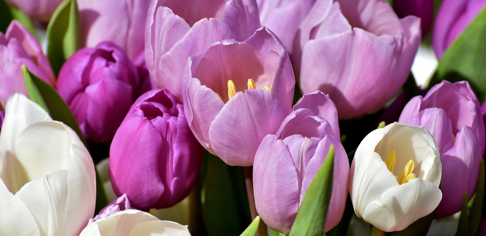 Nikon D7200 sample photo. Tulips, purple, spring photography