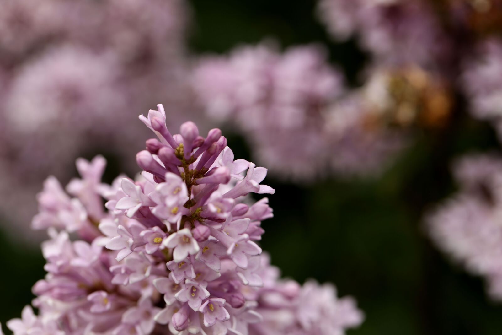 Canon EF 100mm F2.8L Macro IS USM sample photo. Lilac, flower, garden photography