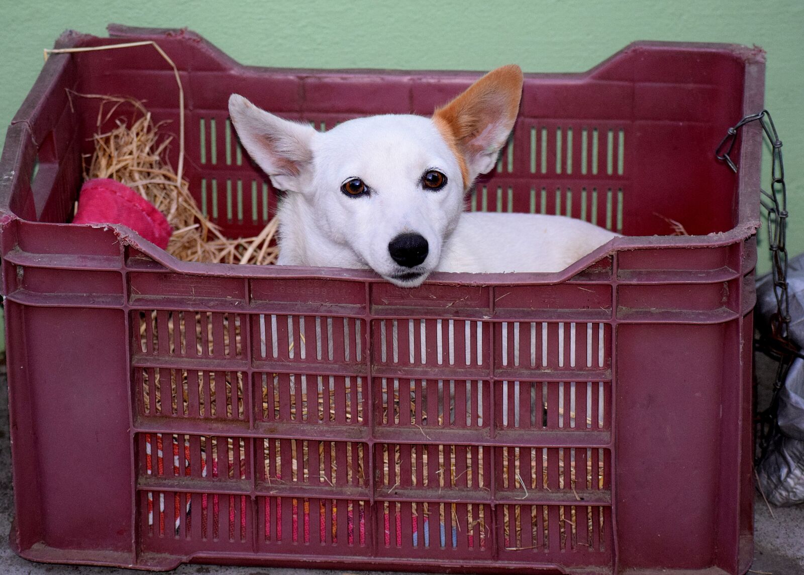 Nikon D3300 sample photo. Dog, pet, animal photography