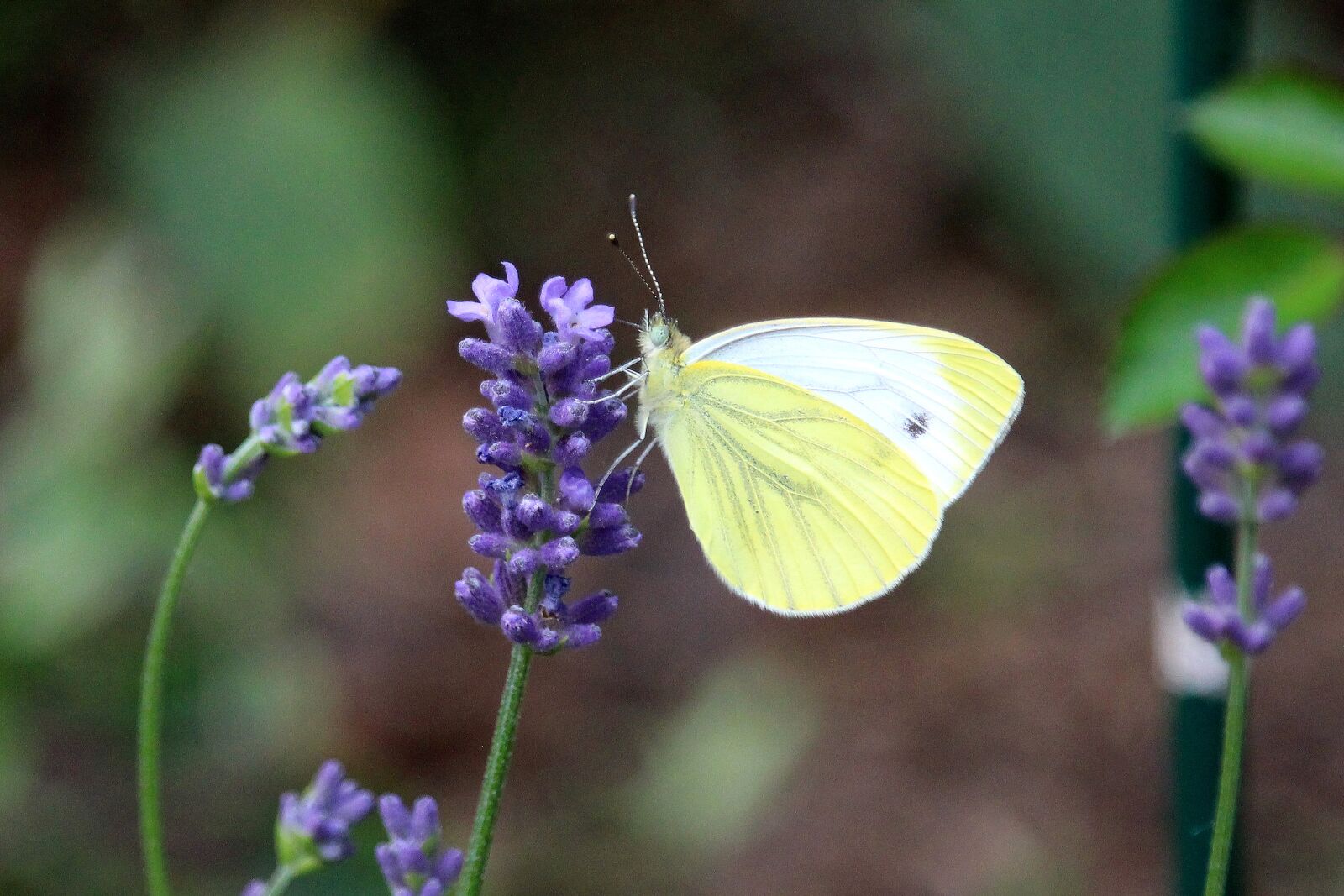 Canon EOS 700D (EOS Rebel T5i / EOS Kiss X7i) sample photo. Butterfly, lavender, yellow photography