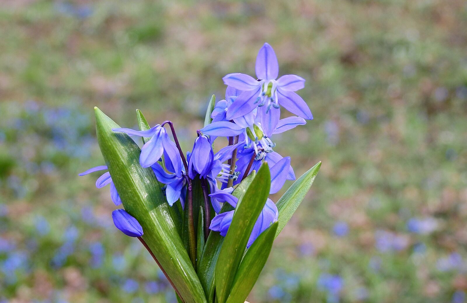 Nikon Coolpix P900 sample photo. Flowers, bouquet, spring photography