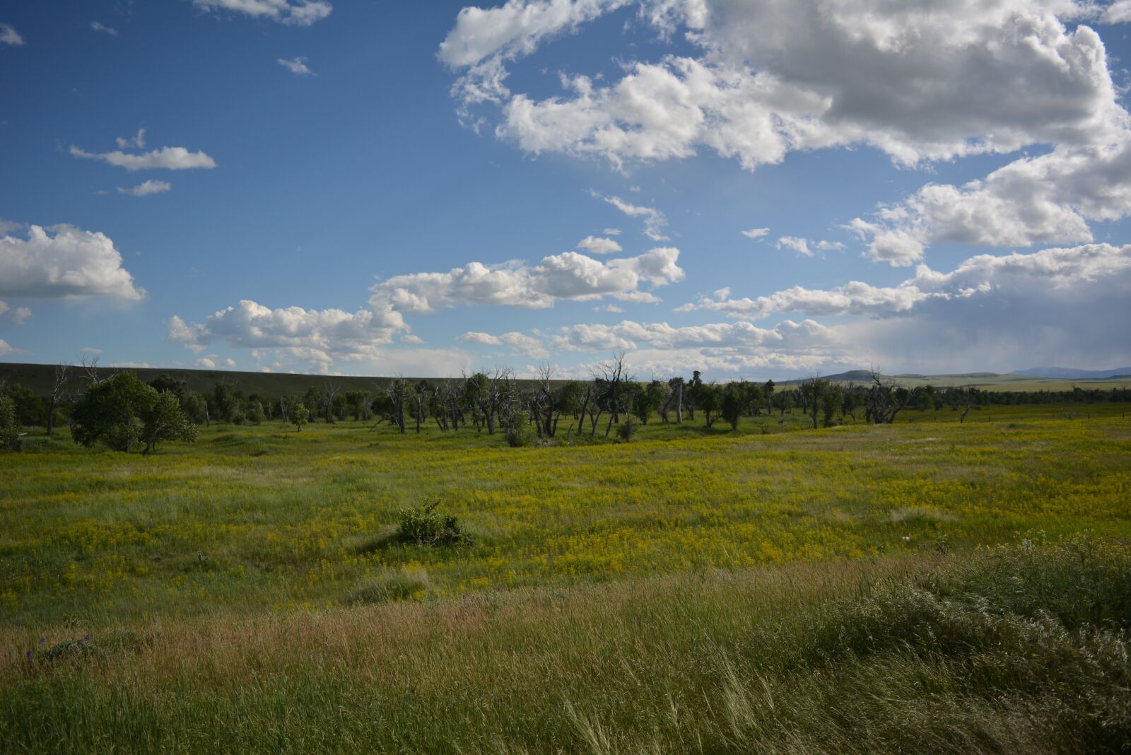 Nikon D5200 sample photo. Montana, northern plains, plains photography
