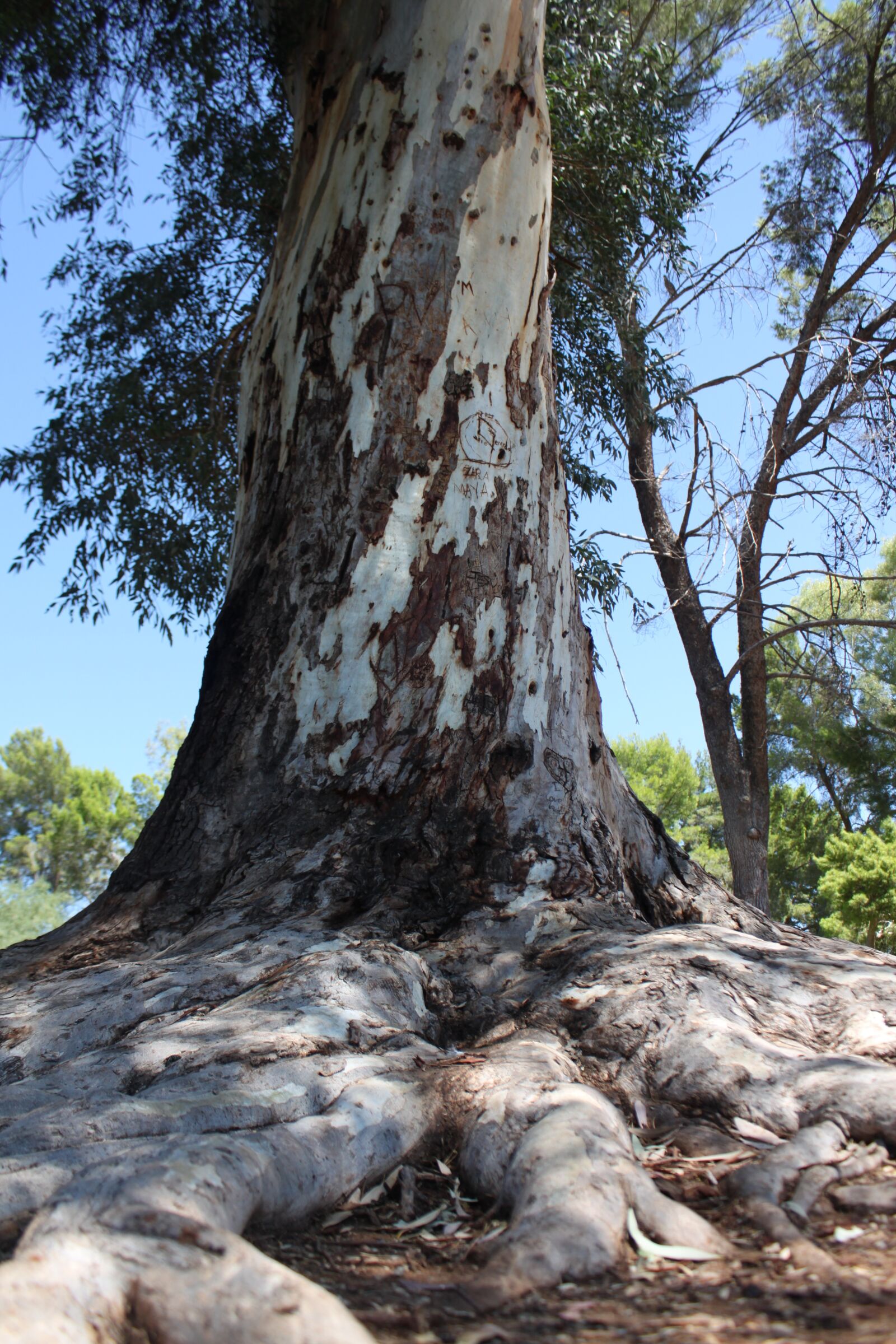 Canon EOS 500D (EOS Rebel T1i / EOS Kiss X3) sample photo. Tree, background, park photography