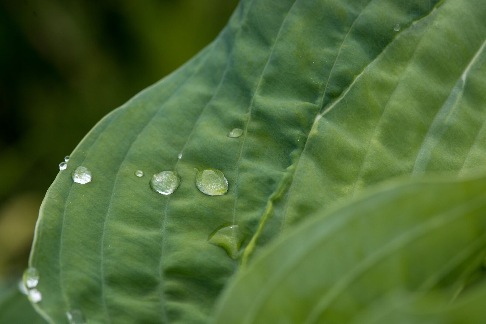 Nikon D7100 sample photo. Leaf, green leaf, leaf photography