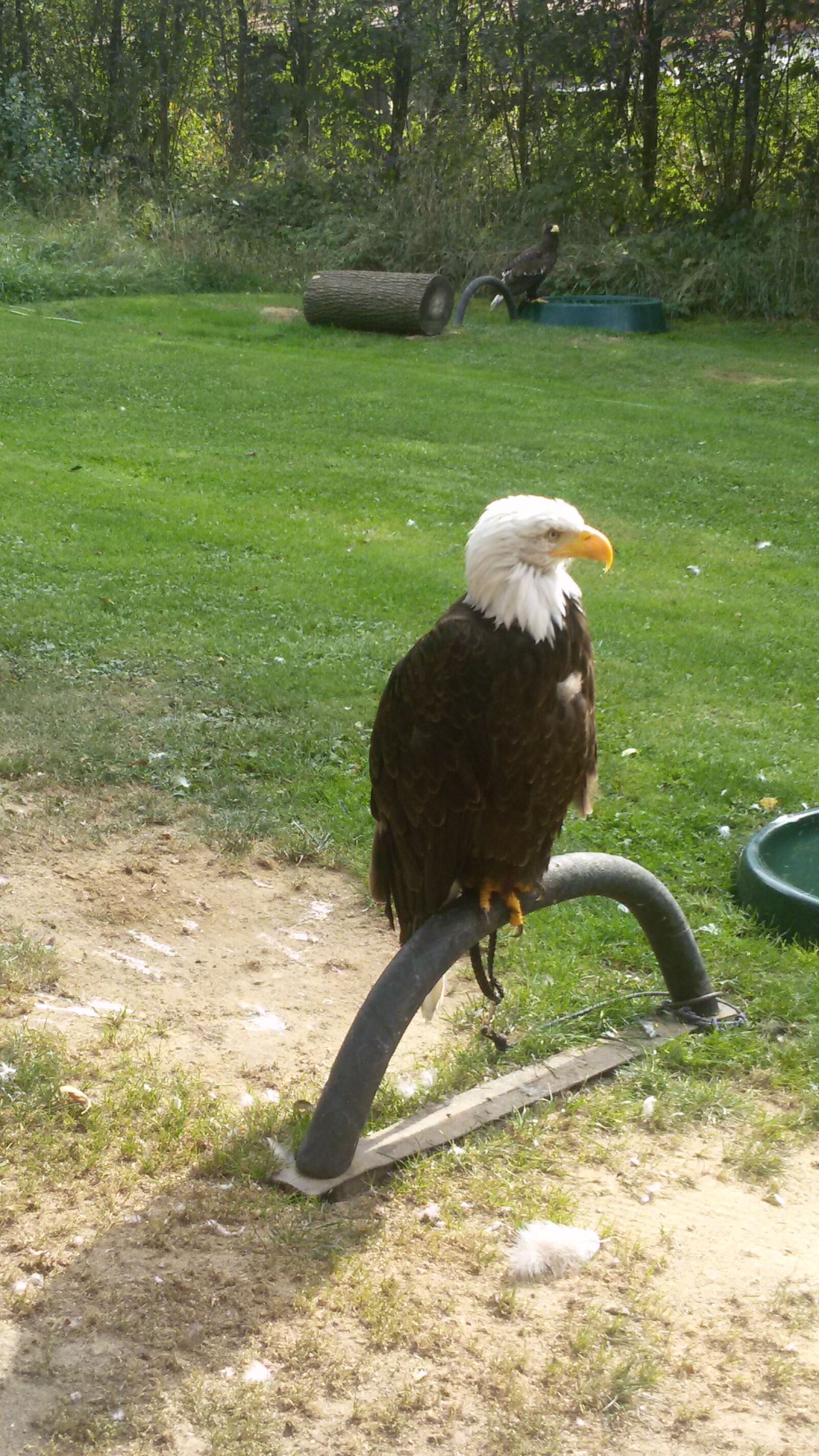 Samsung Galaxy S3 Neo sample photo. Bald eagle, bird of photography