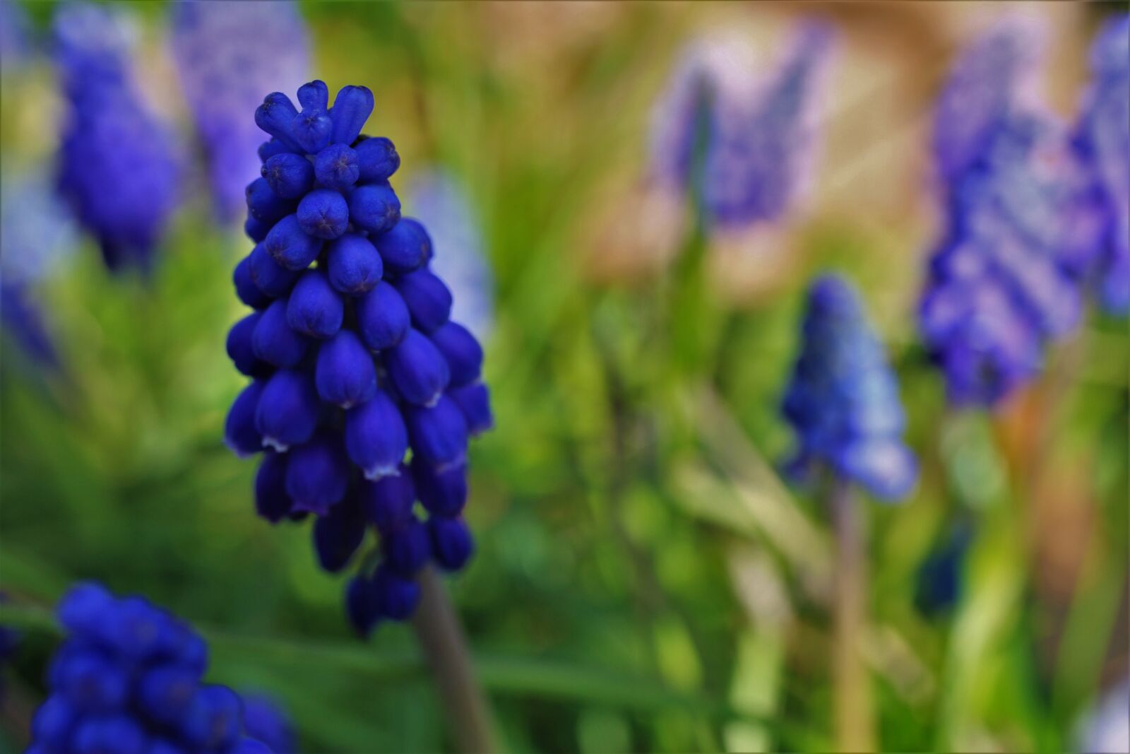 Canon EOS 7D sample photo. Grape hyacinth, spring, flowers photography