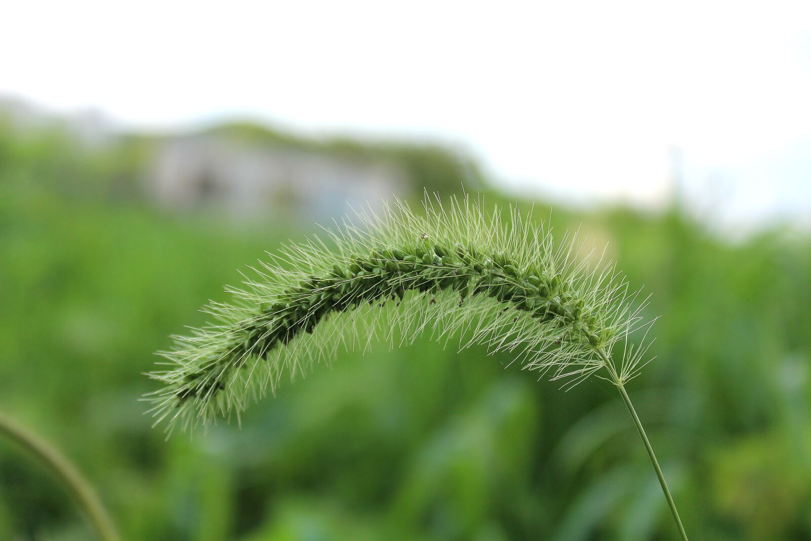 Canon EOS 650D (EOS Rebel T4i / EOS Kiss X6i) sample photo. Caterpillar grass, grass, green photography