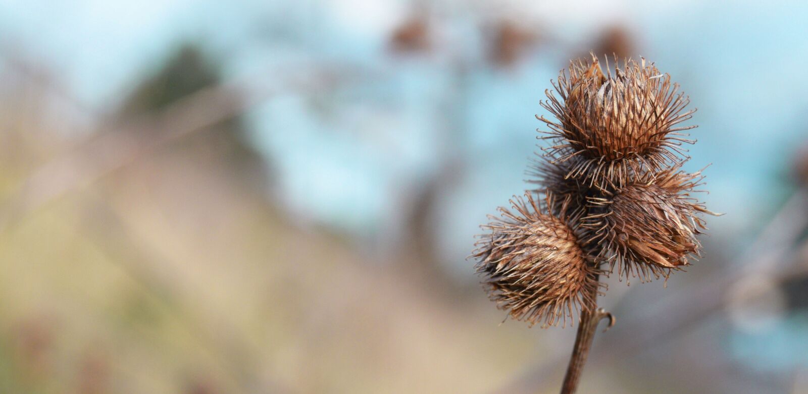 Nikon D3300 sample photo. Thistle, nature, flower photography