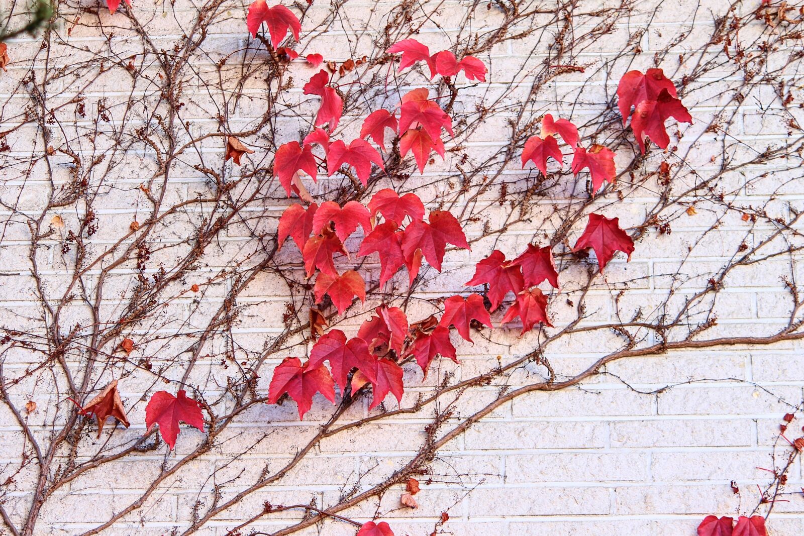 Canon EOS 1100D (EOS Rebel T3 / EOS Kiss X50) sample photo. Wine partner, zierrebe, vine photography