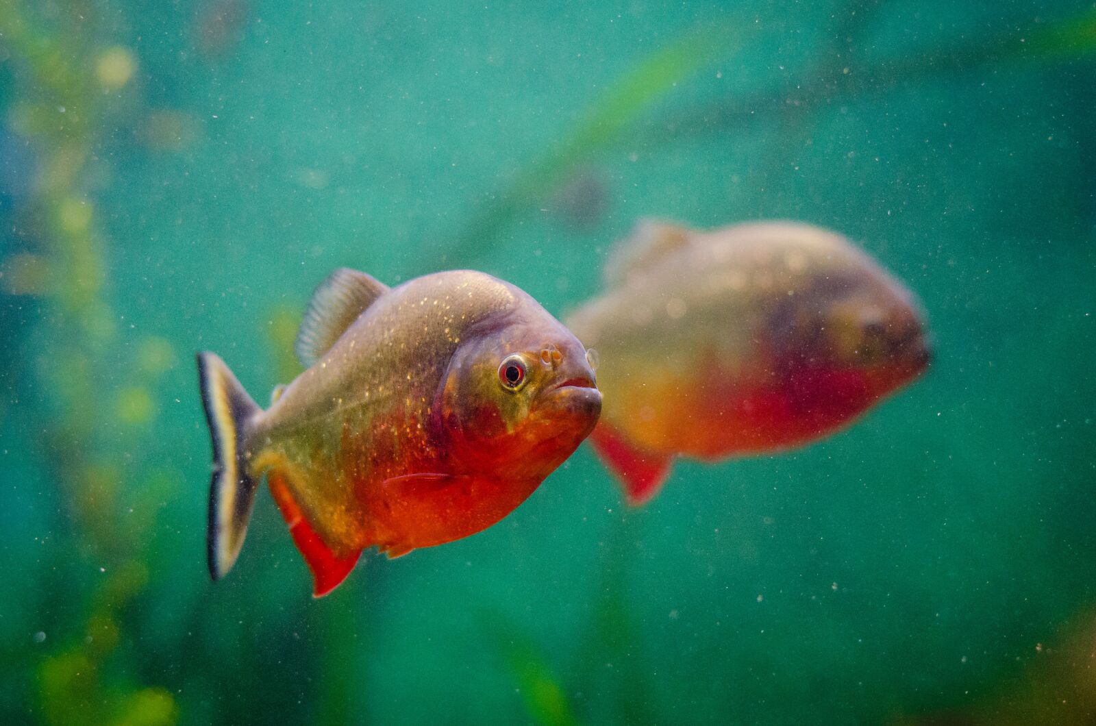 Nikon D7000 sample photo. Animal, aquarium, fish photography