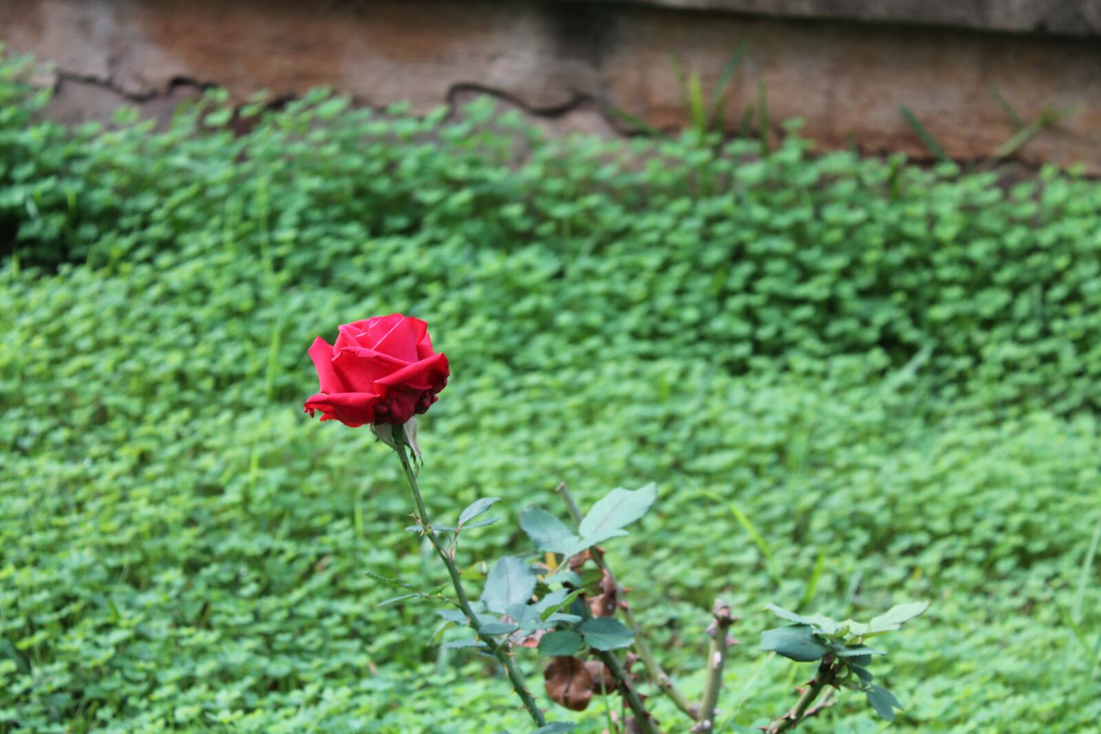 Canon EOS 1100D (EOS Rebel T3 / EOS Kiss X50) sample photo. Green, rose, flower photography