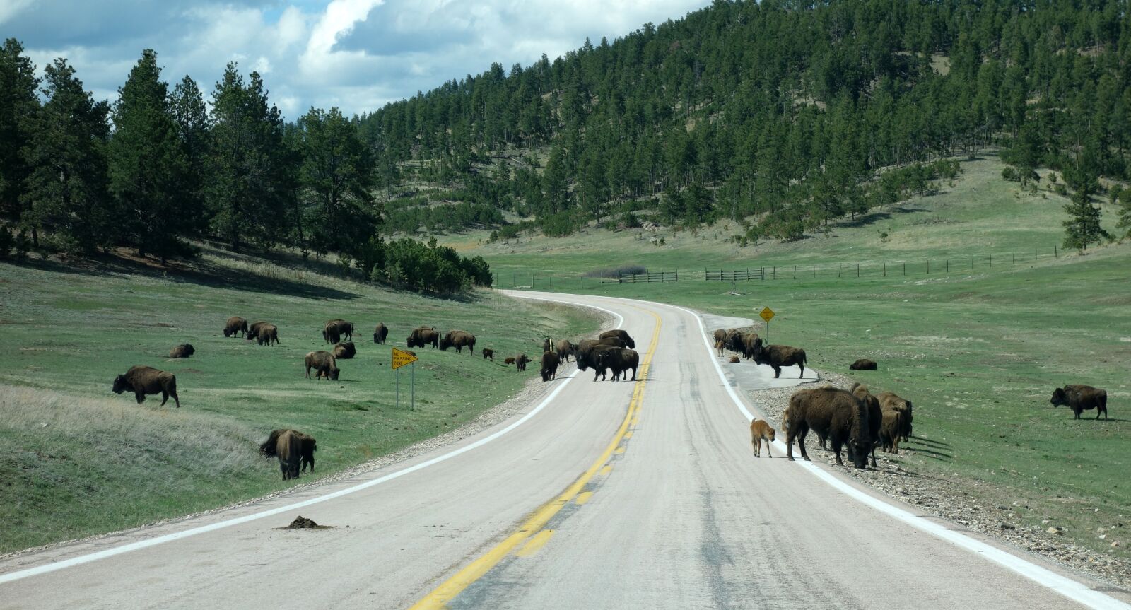 Sony Cyber-shot DSC-RX100 sample photo. Buffalo, bison, yellowstone photography