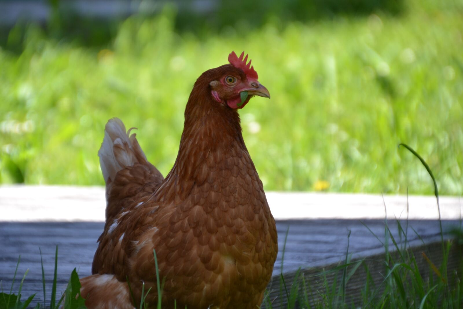 Nikon D3100 sample photo. Chicken, hen, laying hens photography