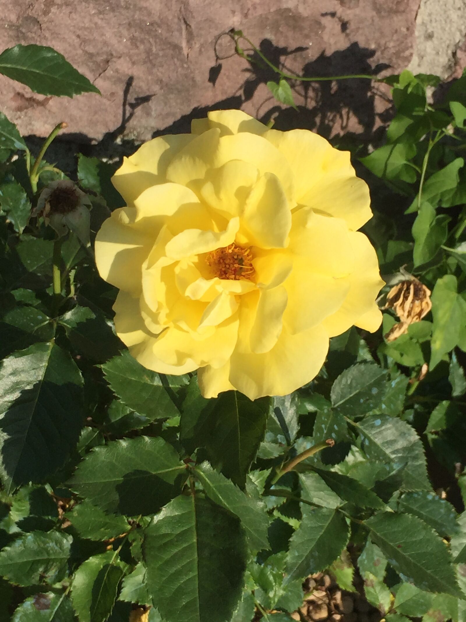 iPhone 6 back camera 4.15mm f/2.2 sample photo. Flowers, spring, field photography