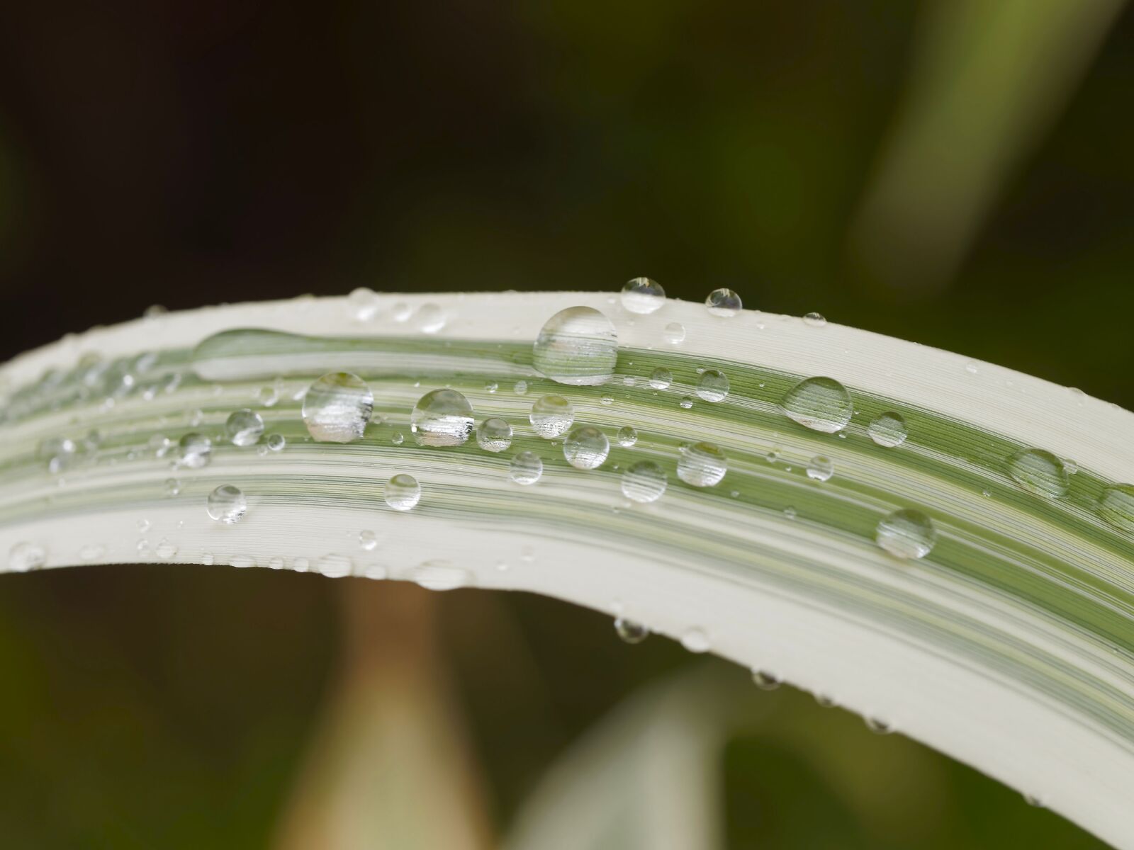 Olympus M.Zuiko Digital ED 60mm F2.8 Macro sample photo. Dew, nature, macro photography